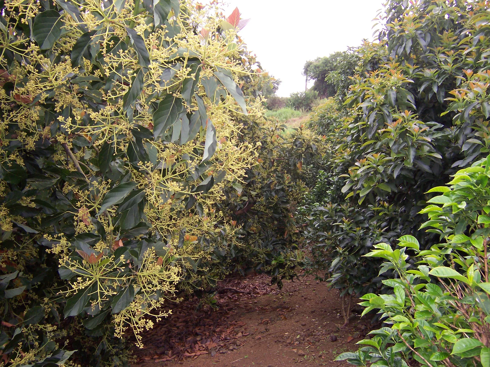 Rows of avocado trees in a Michoacán grove